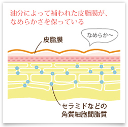 夜の洗顔のみを基本としています