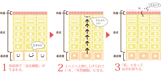 ターンオーバーが役28日周期で行われる